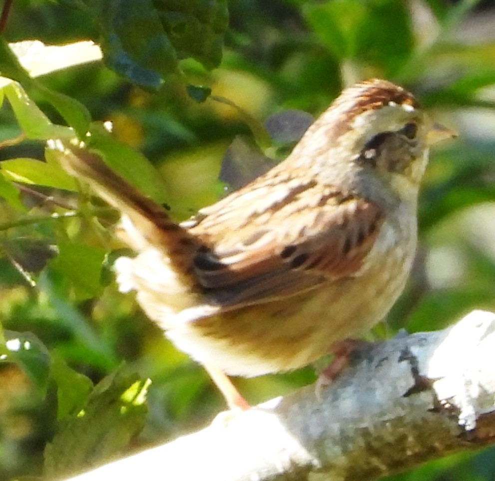 Swamp Sparrow - ML624230766