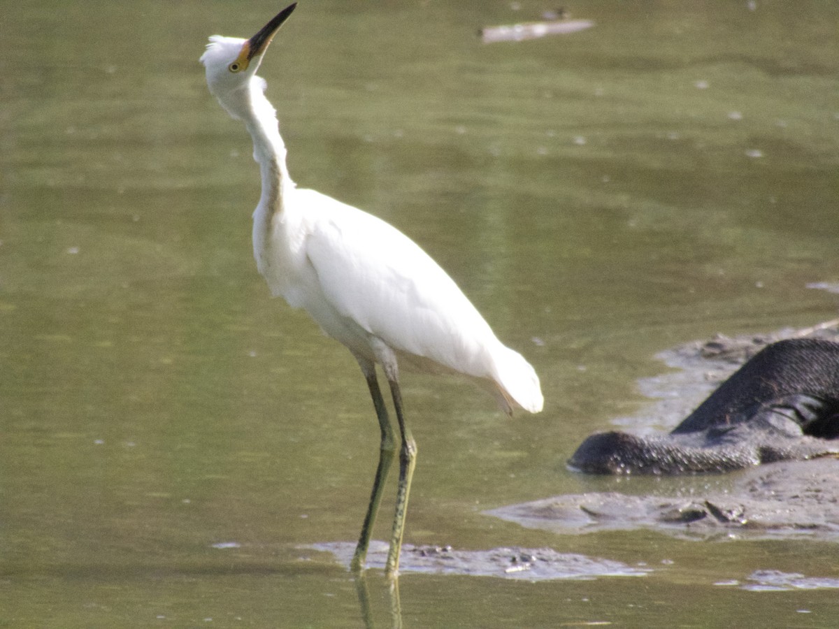 volavka bělostná - ML624230767