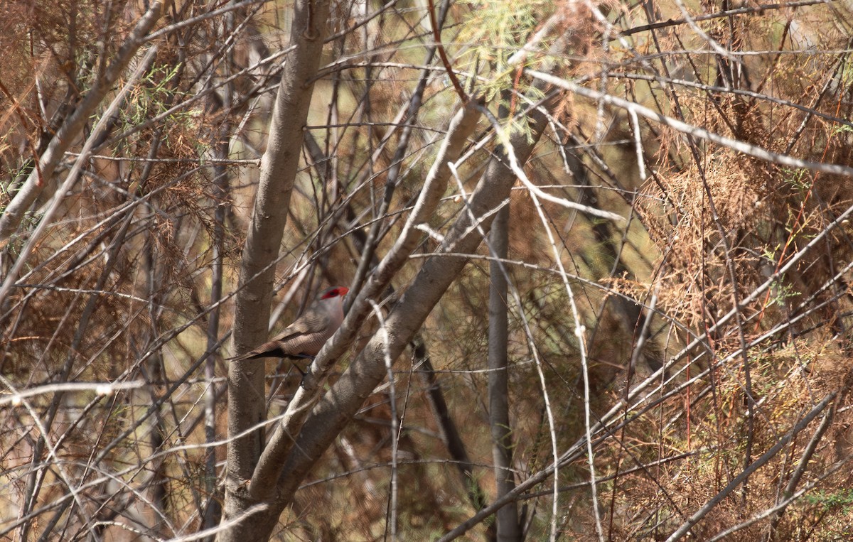 Common Waxbill - ML624230768