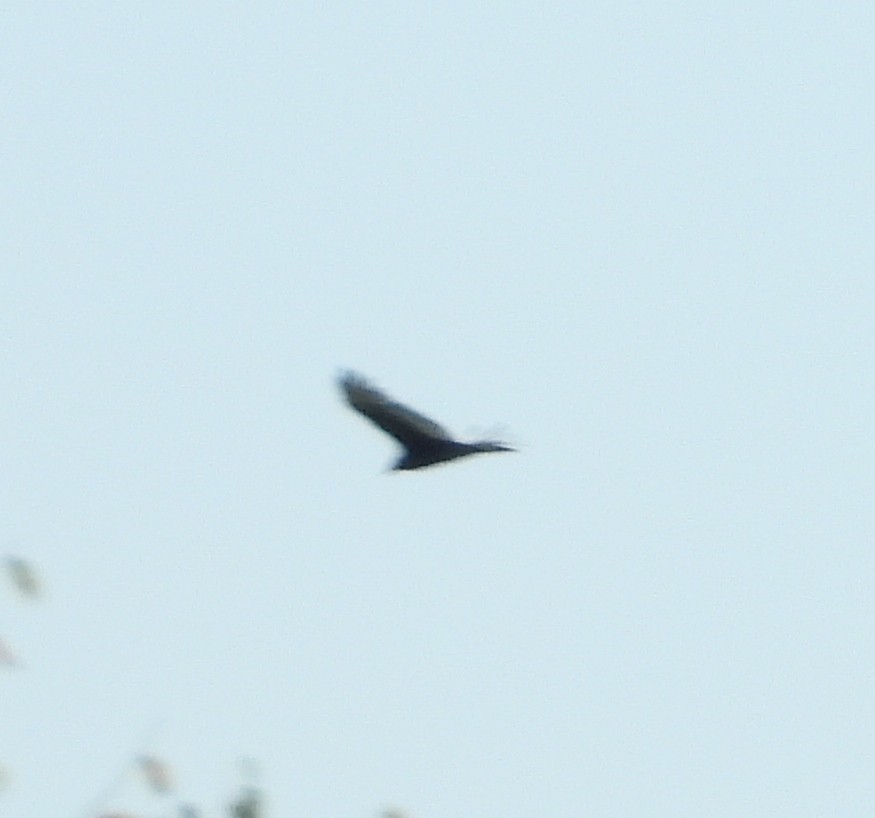 Turkey Vulture - ML624230780