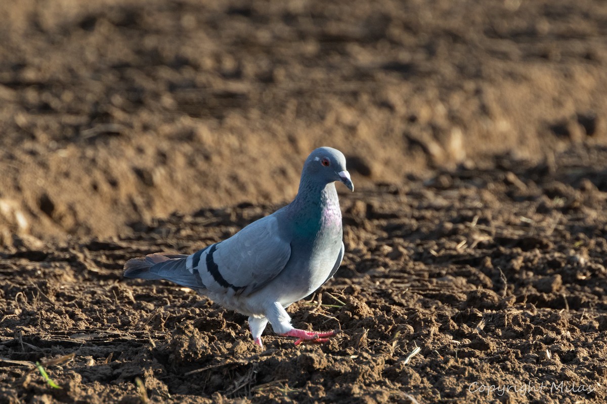 Rock Pigeon (Feral Pigeon) - Milas Santos