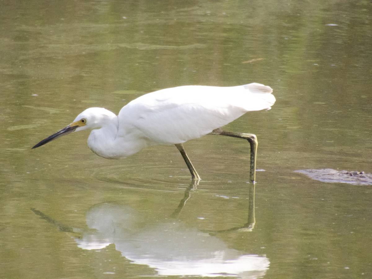 volavka bělostná - ML624230788