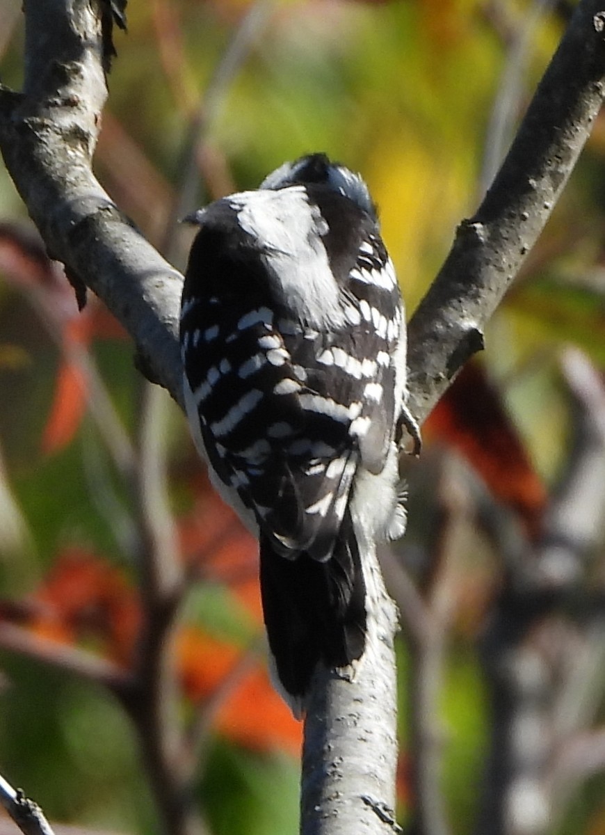 Downy Woodpecker - ML624230825