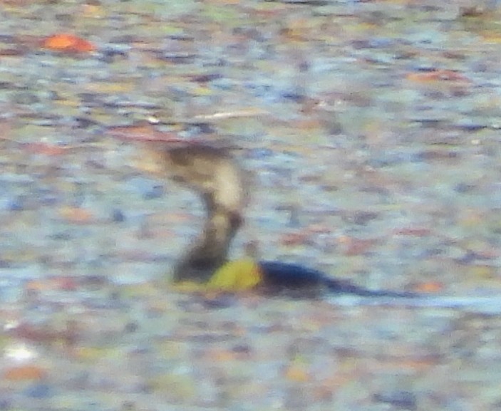 Pied-billed Grebe - ML624230839