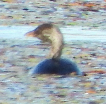 Pied-billed Grebe - ML624230845