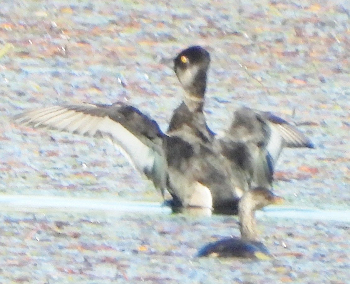 Ring-necked Duck - alan murray