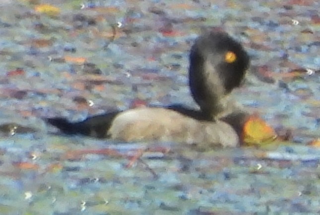 Ring-necked Duck - ML624230851