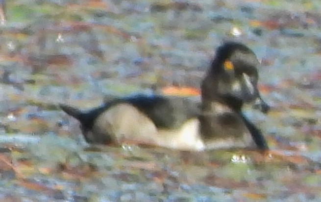 Ring-necked Duck - ML624230852