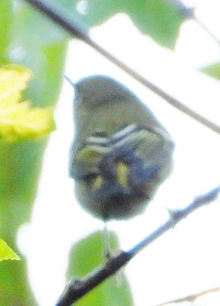 Ruby-crowned Kinglet - ML624230865