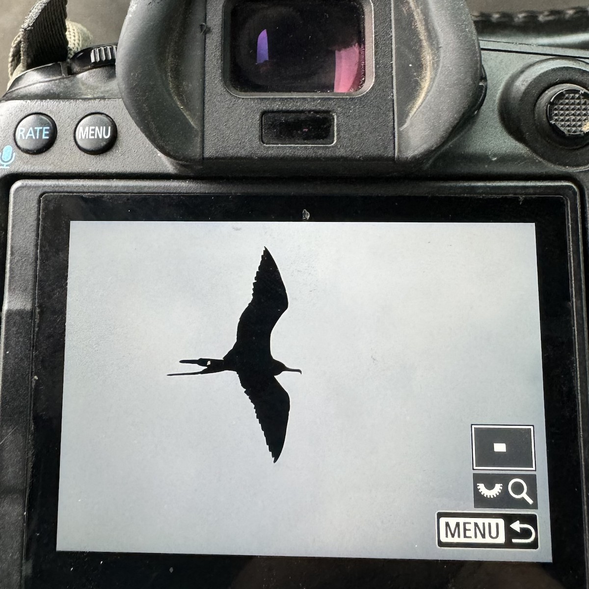 Magnificent Frigatebird - ML624230868