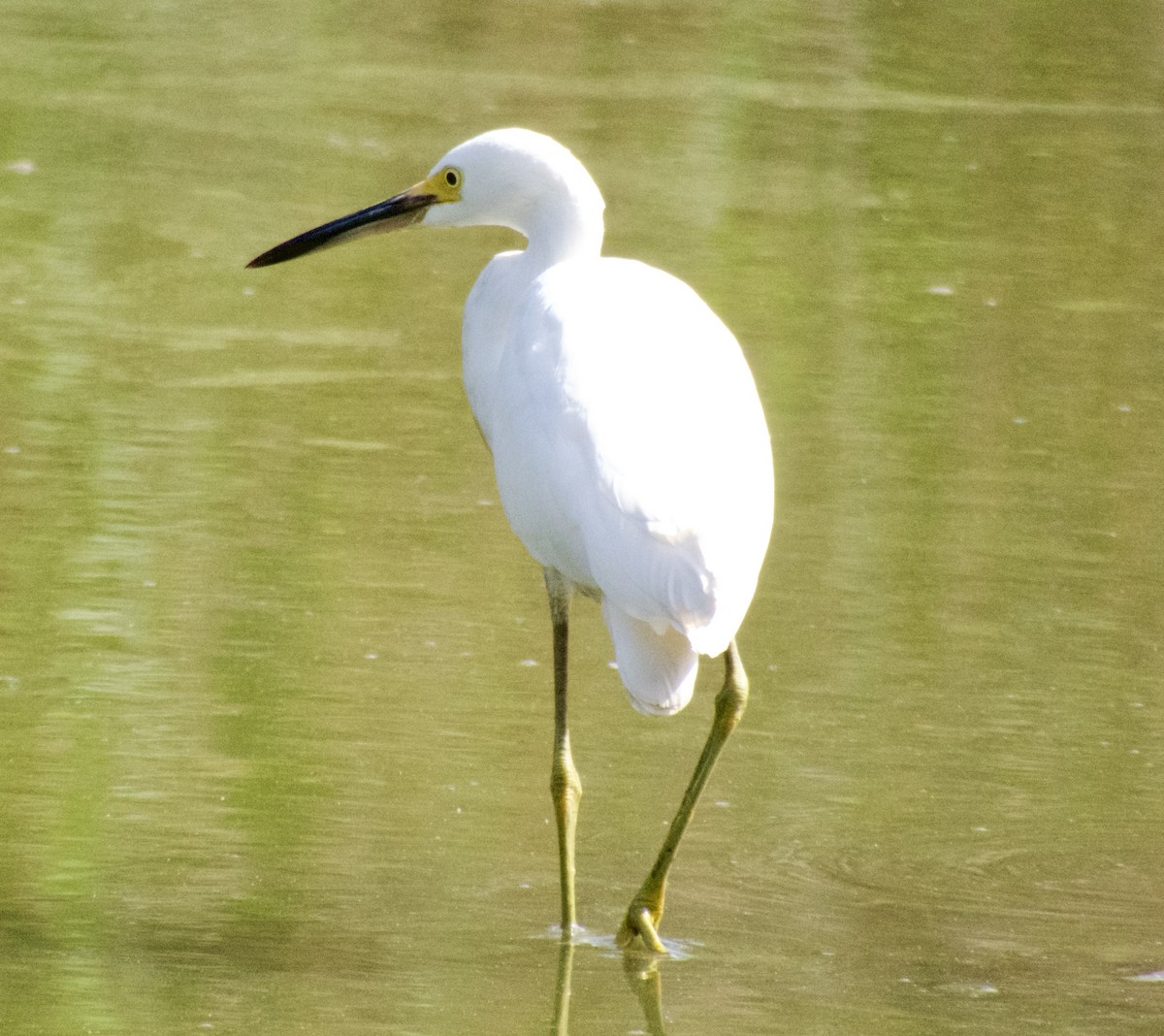 volavka bělostná - ML624230873