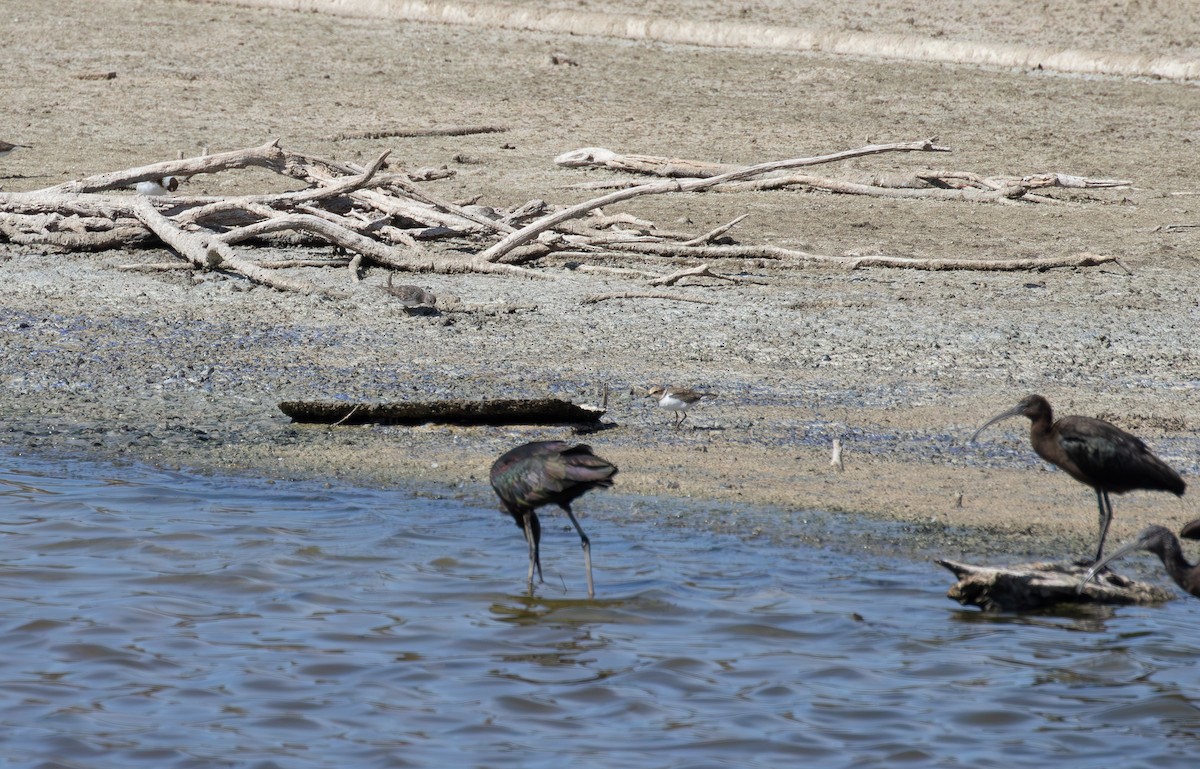 Temminckstrandläufer - ML624230894