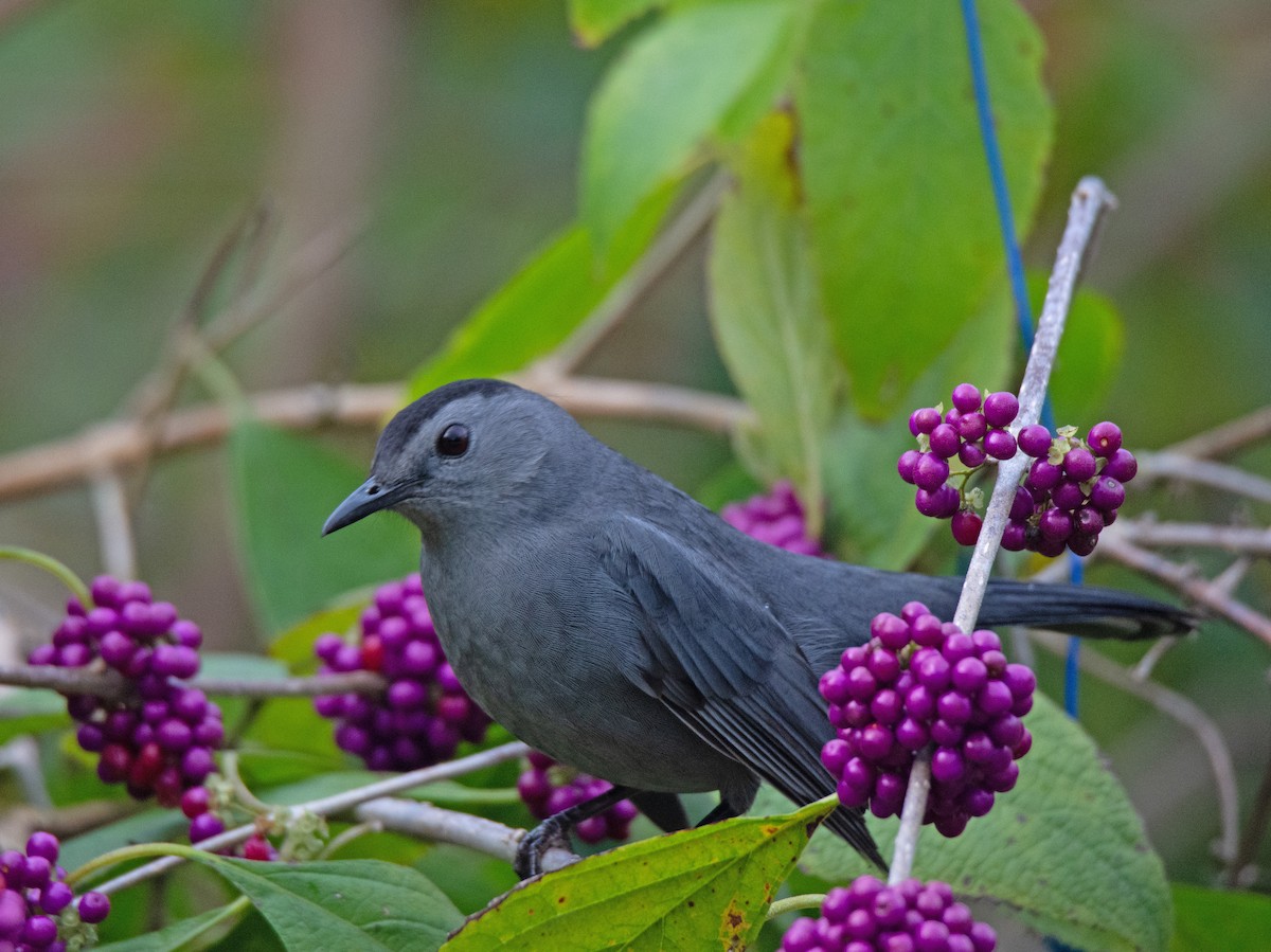 Gray Catbird - ML624230935