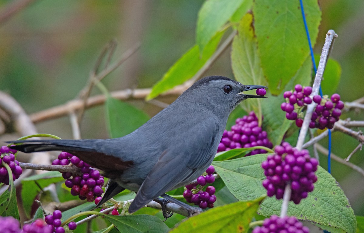 Gray Catbird - ML624230936