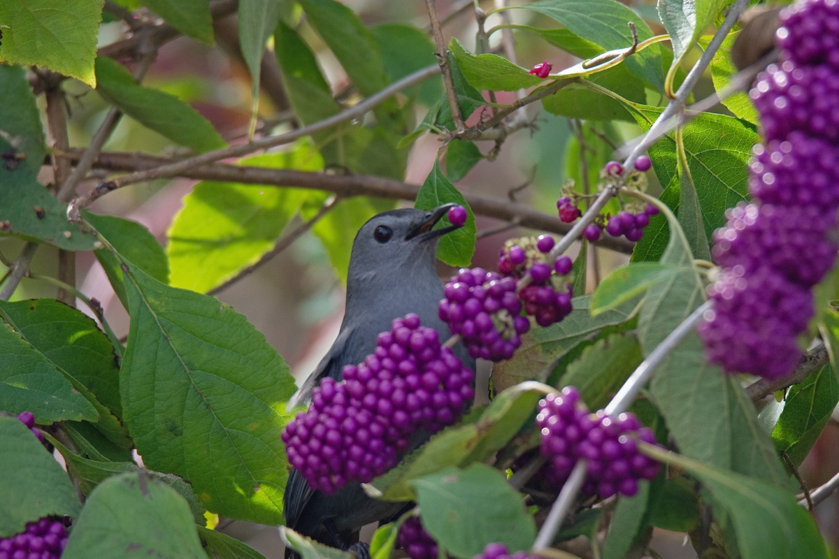 Gray Catbird - ML624230937