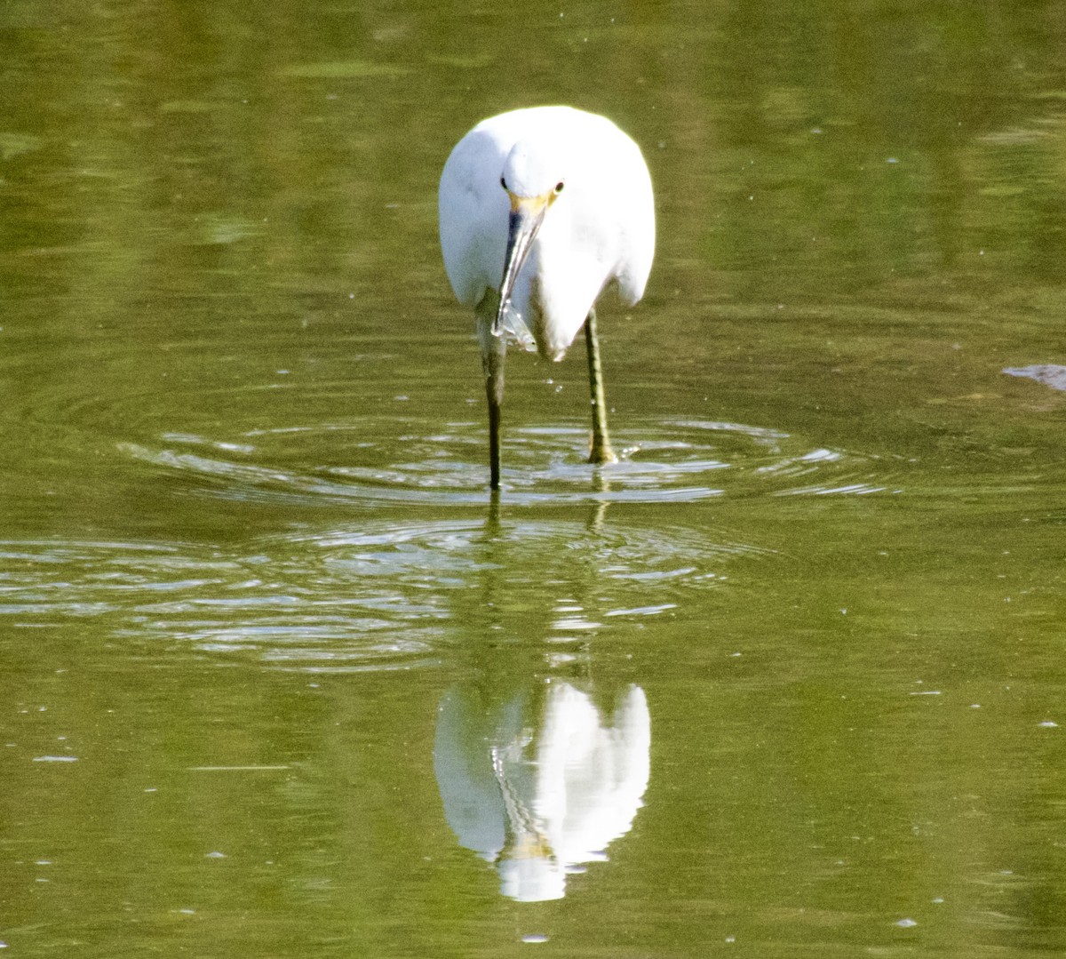 volavka bělostná - ML624230955