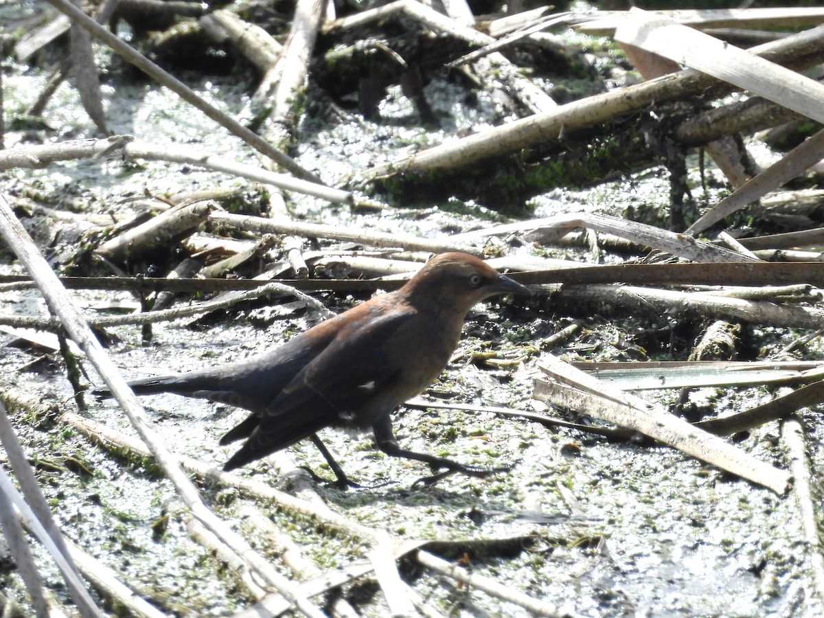 Rusty Blackbird - ML624230981