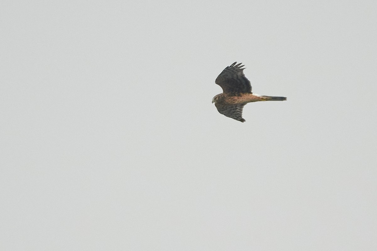 Northern Harrier - ML624230992