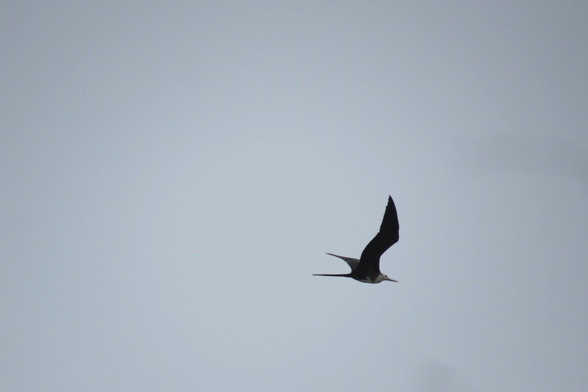 Magnificent Frigatebird - ML624231015