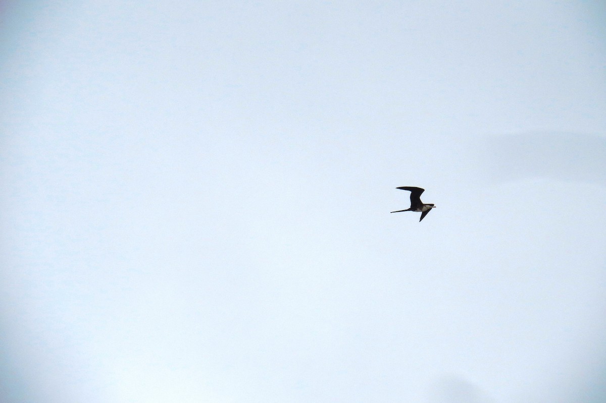 Magnificent Frigatebird - ML624231016