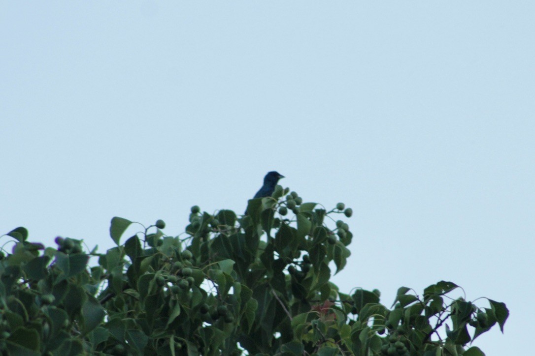 Indigo Bunting - ML624231067