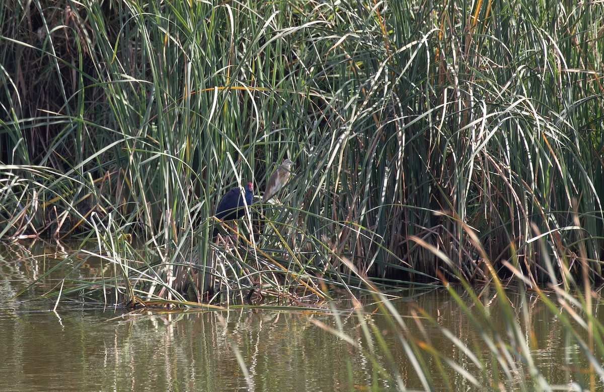 Squacco Heron - ML624231123