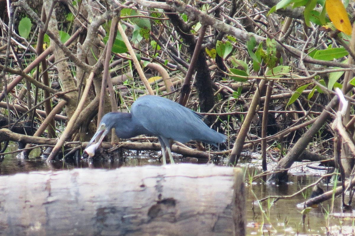 Little Blue Heron - ML624231143