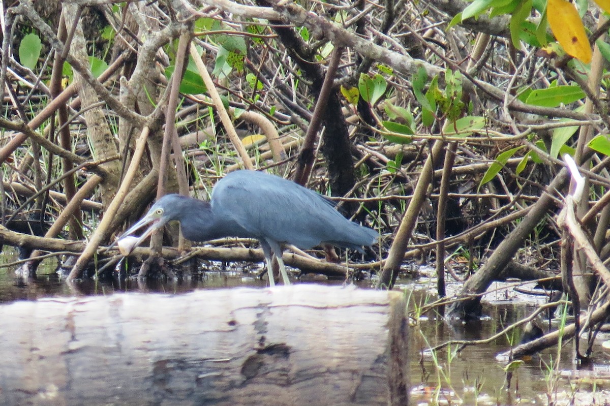 Little Blue Heron - ML624231144