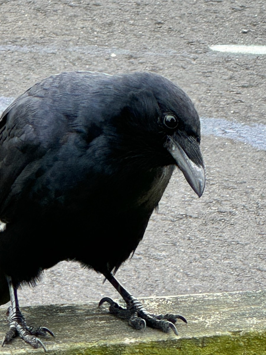 Fish Crow - ML624231264