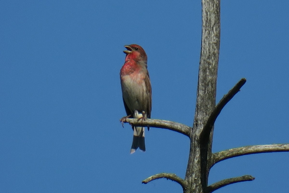 Common Rosefinch - ML624231311