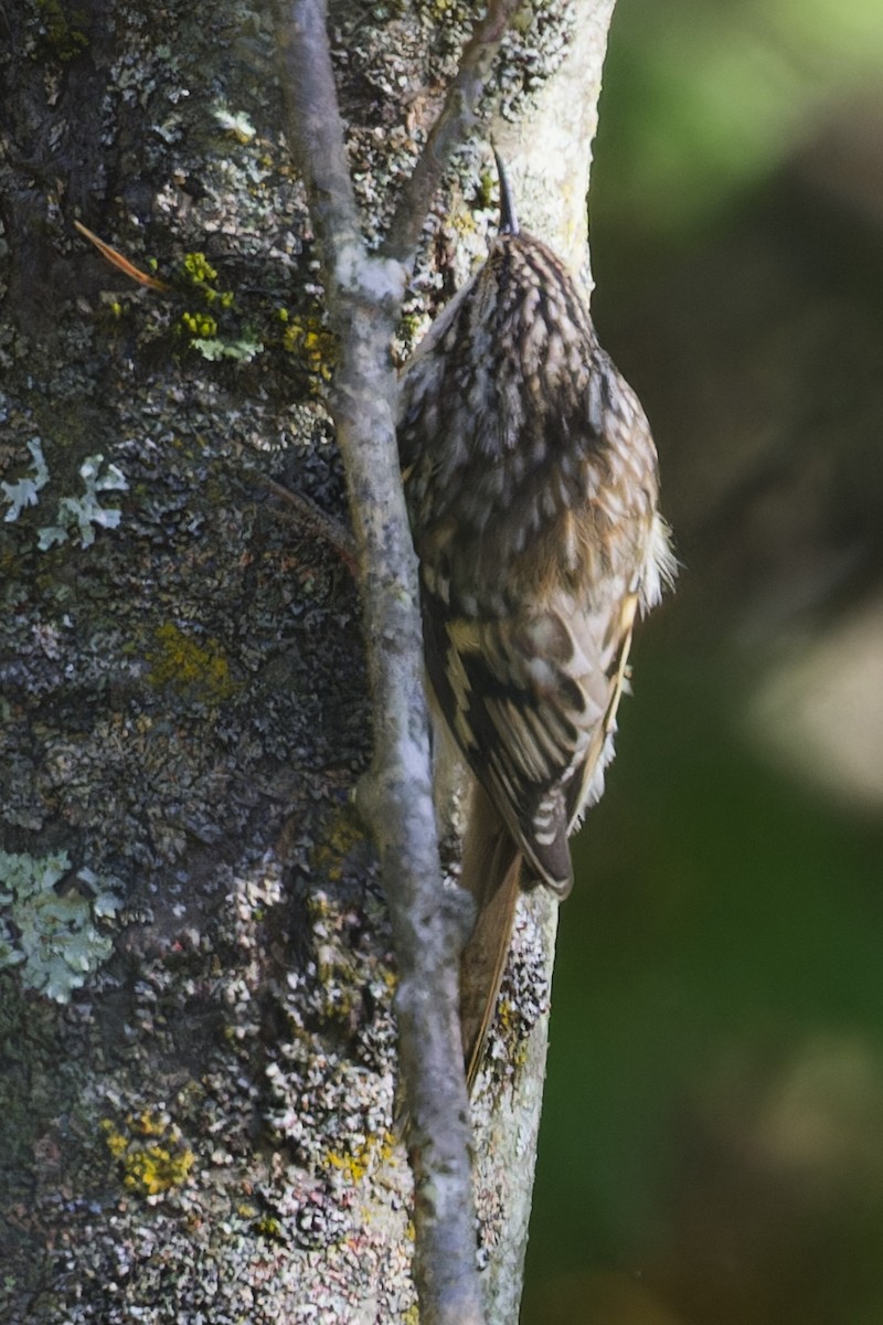 Brown Creeper - ML624231338