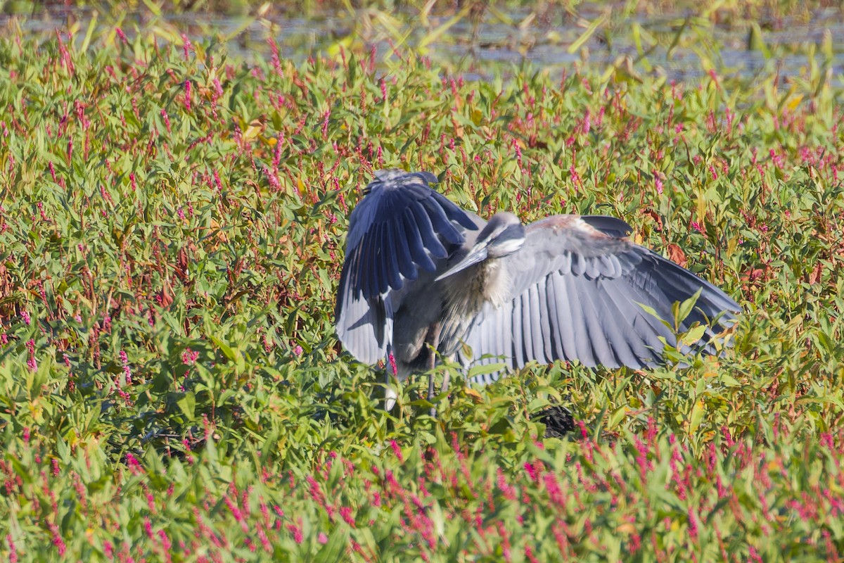 Great Blue Heron - ML624231349