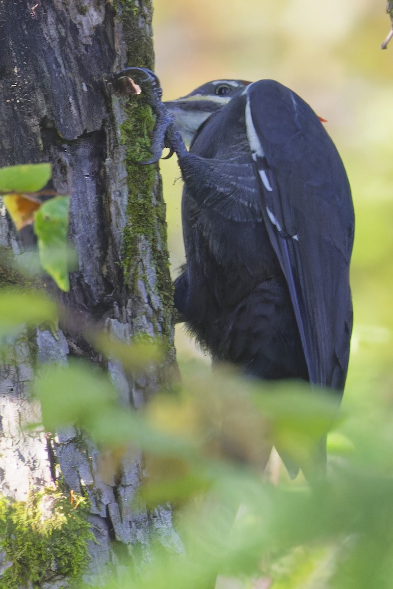 Pileated Woodpecker - ML624231357