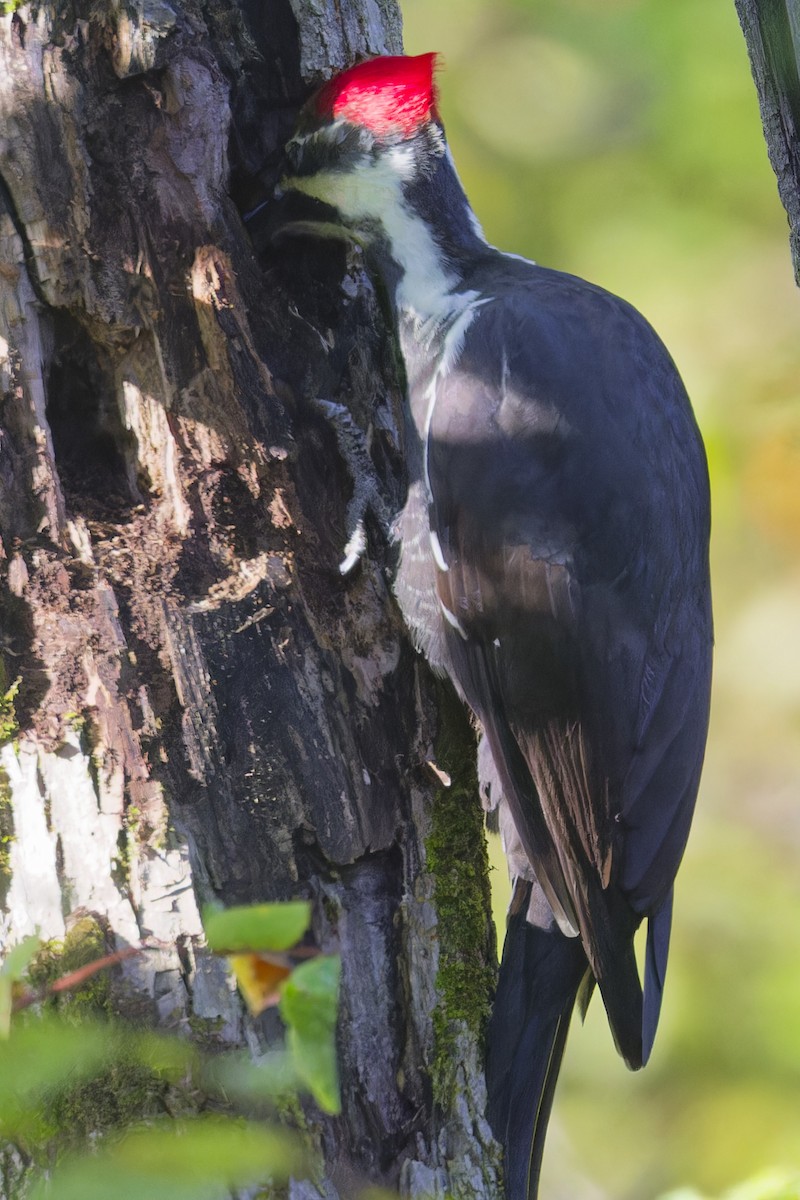 Pileated Woodpecker - ML624231358