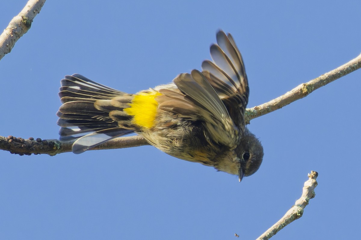 Yellow-rumped Warbler - ML624231364