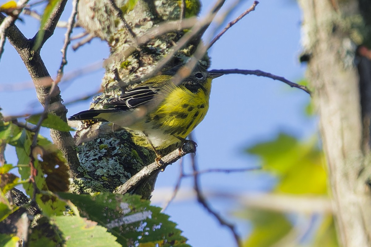 Magnolia Warbler - ML624231367