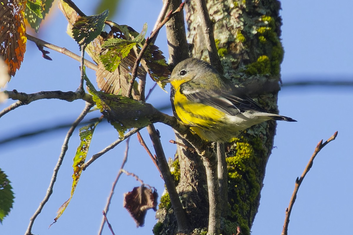 Magnolia Warbler - ML624231368