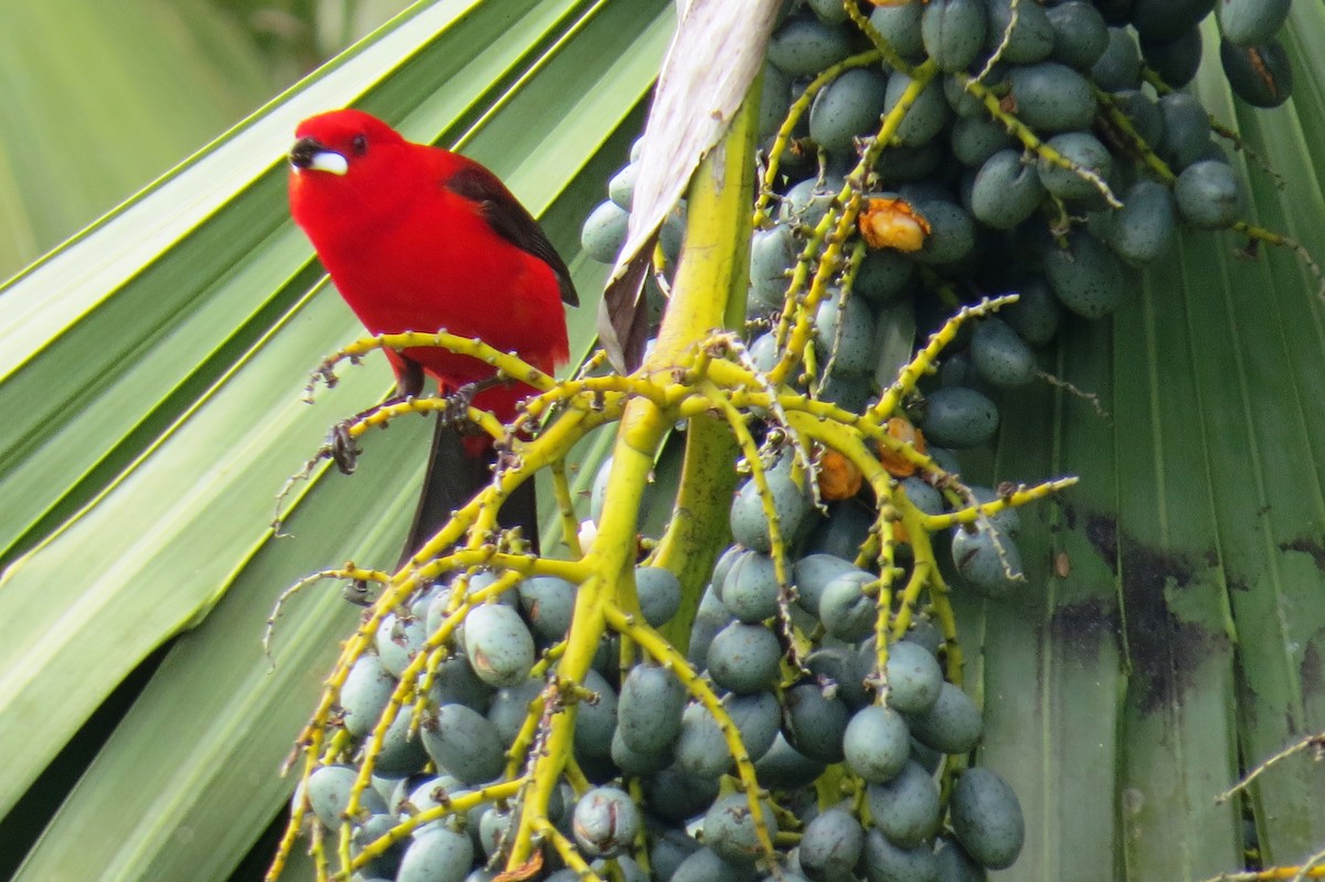 Brazilian Tanager - ML624231386