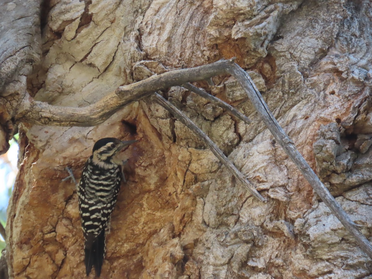 Ladder-backed Woodpecker - ML624231394