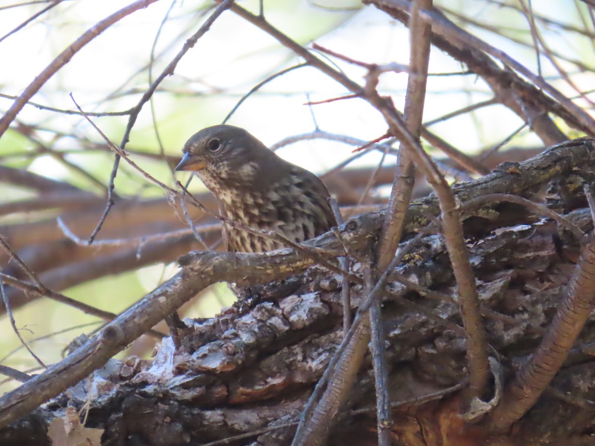 Fox Sparrow - ML624231401