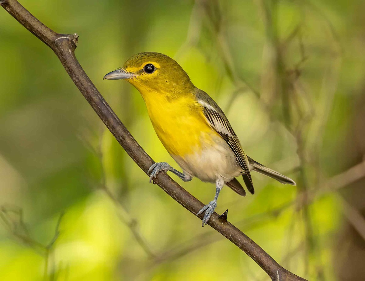 Yellow-throated Vireo - ML624231406