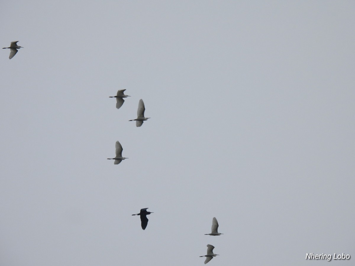 Little Blue Heron - ML624231411