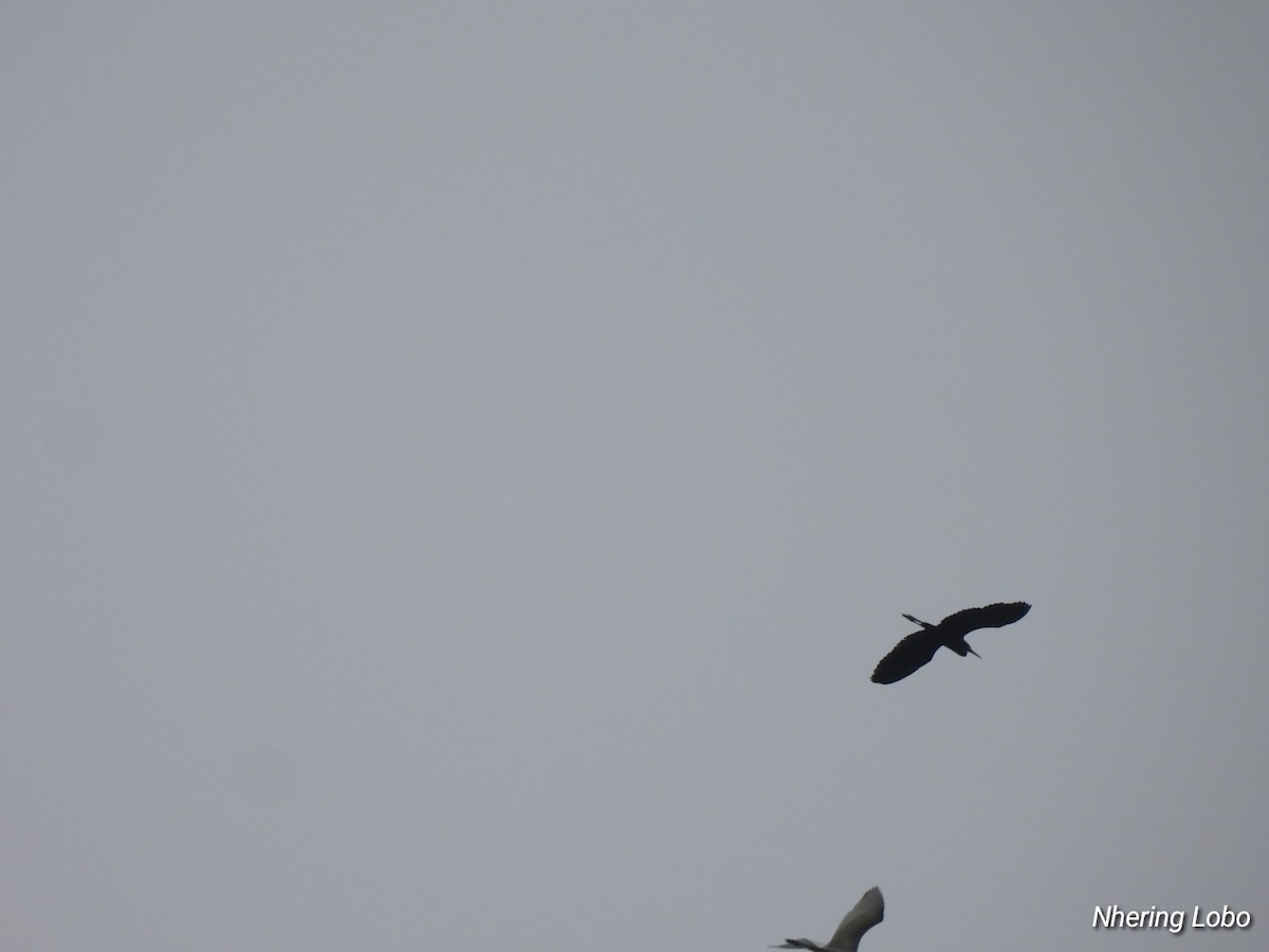 Little Blue Heron - ML624231412