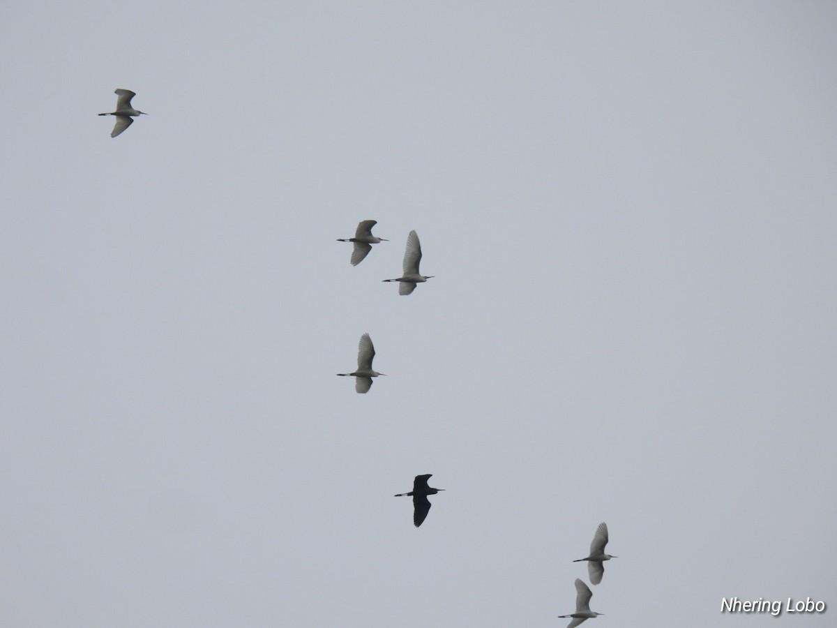 Little Blue Heron - ML624231413