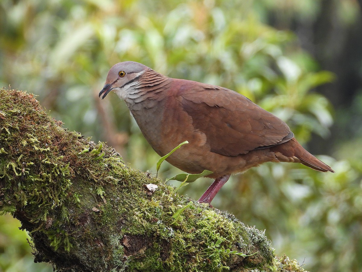 White-throated Quail-Dove - ML624231418