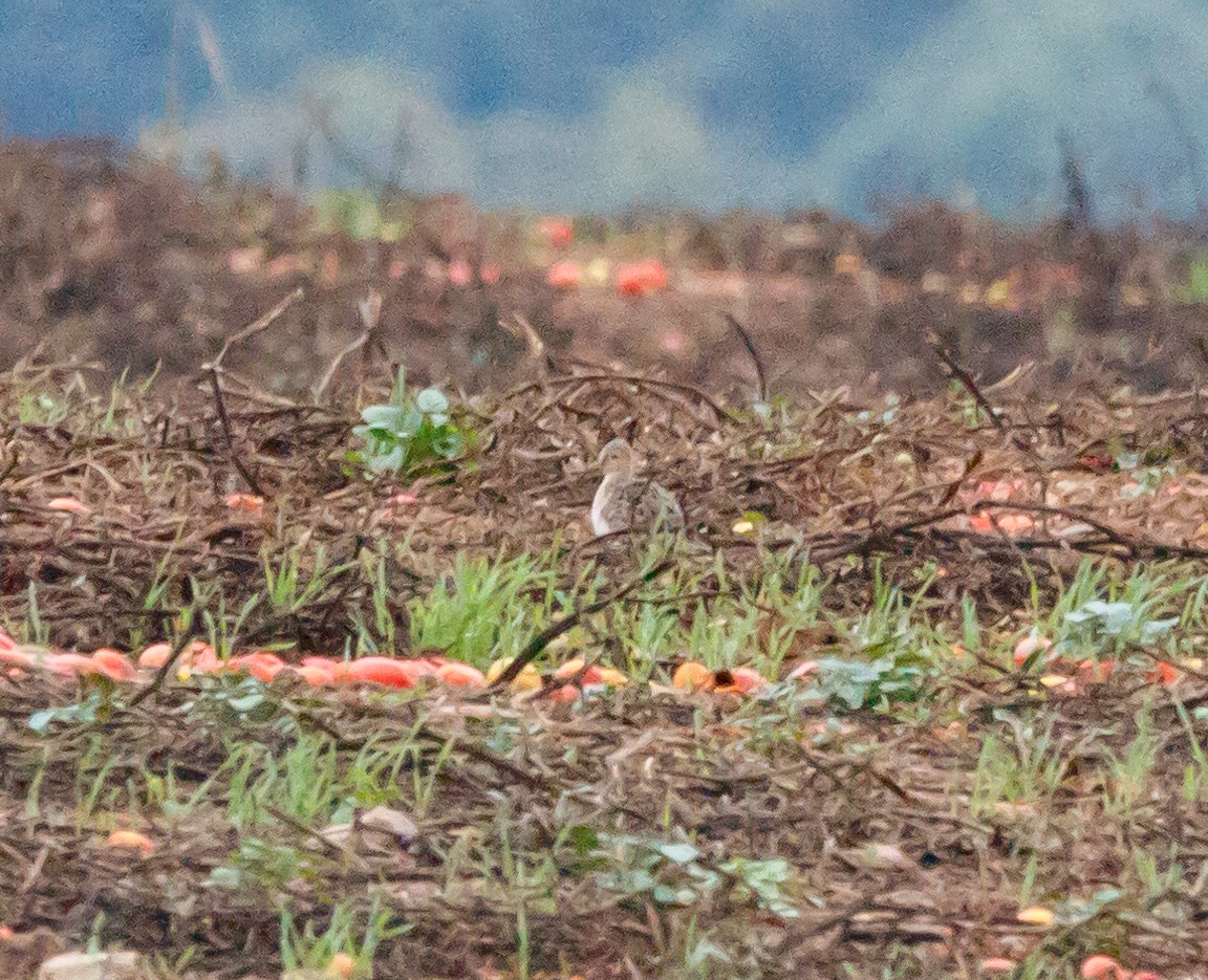 Buff-breasted Sandpiper - ML624231427