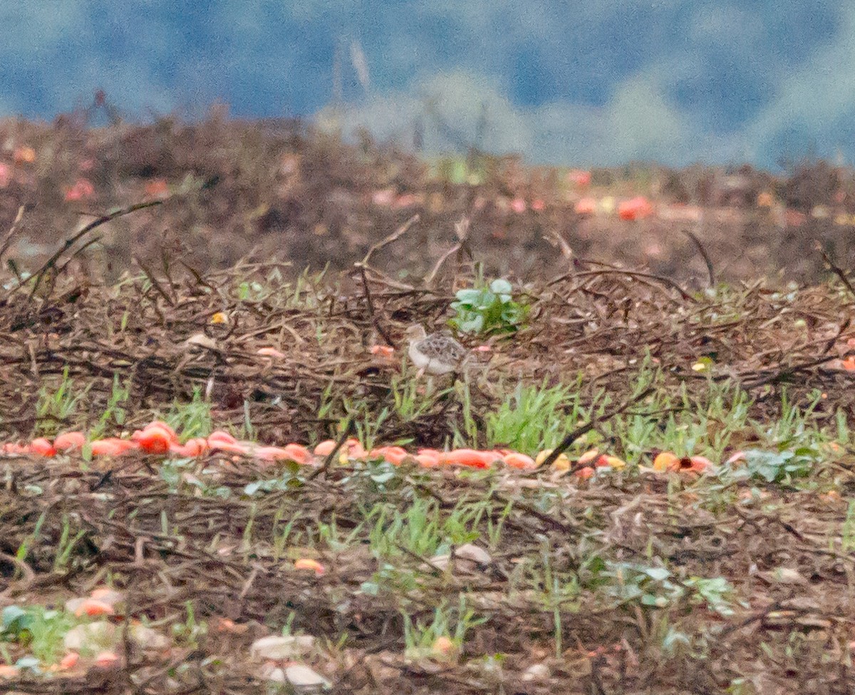 Buff-breasted Sandpiper - ML624231428