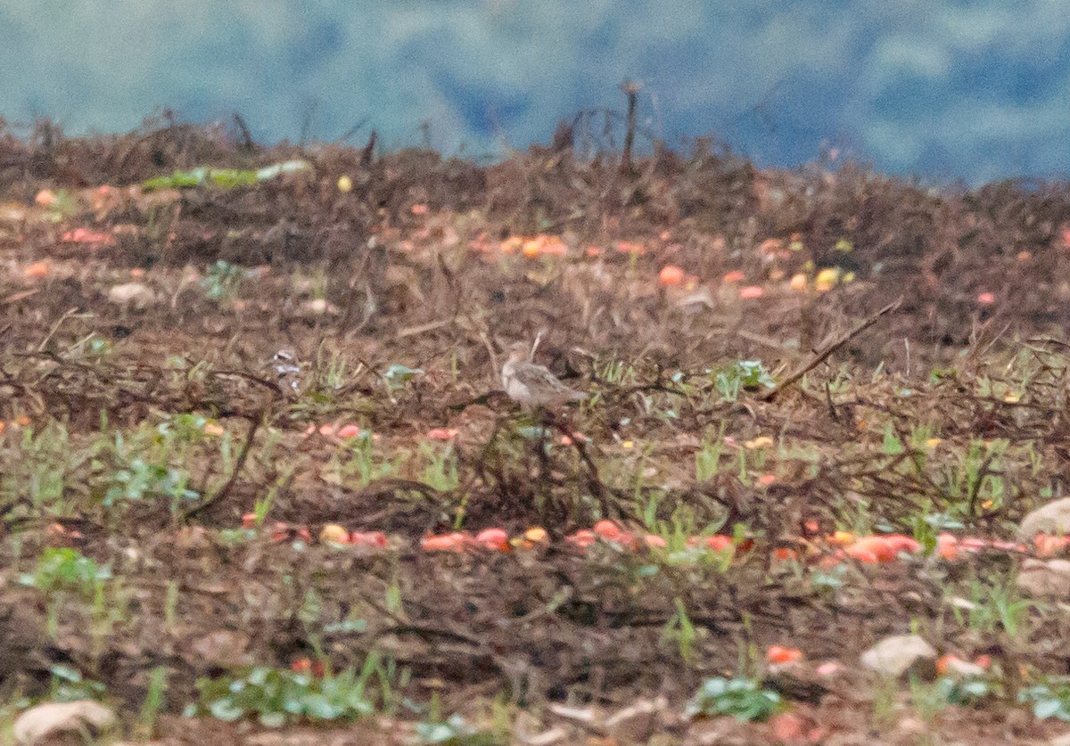 Buff-breasted Sandpiper - ML624231429