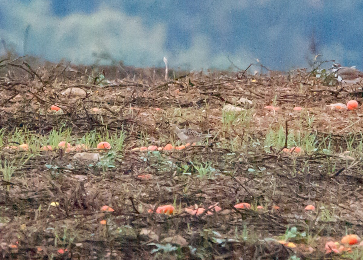 Buff-breasted Sandpiper - ML624231430