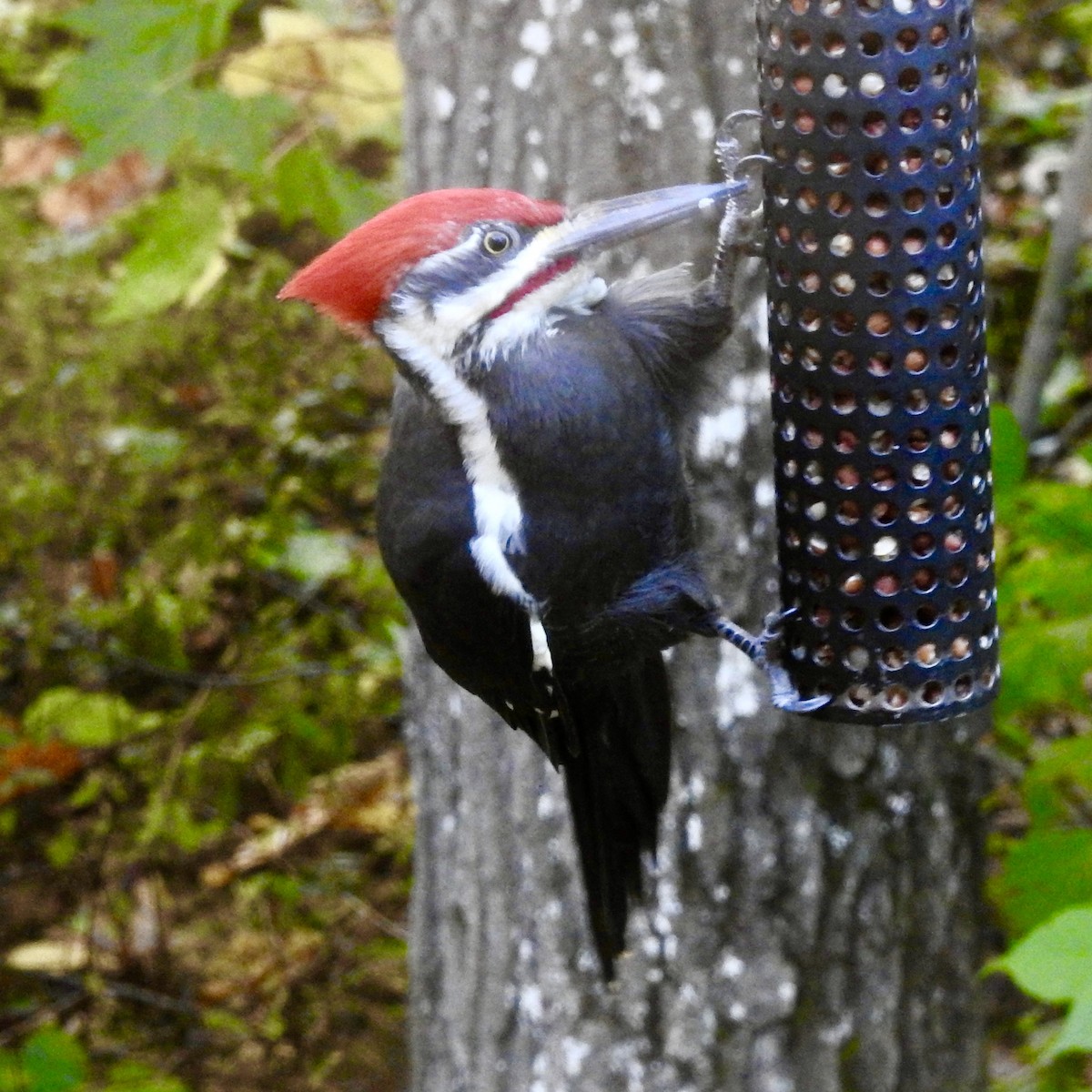 Pileated Woodpecker - ML624231461